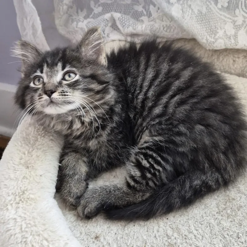 Fluffy Buffy thumbnail 3