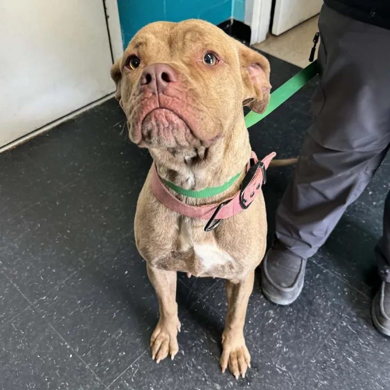 An adult large-sized female Yellow / Tan / Blond / Fawn Cane Corso dog named Athena for adoption in Shinnston, WV