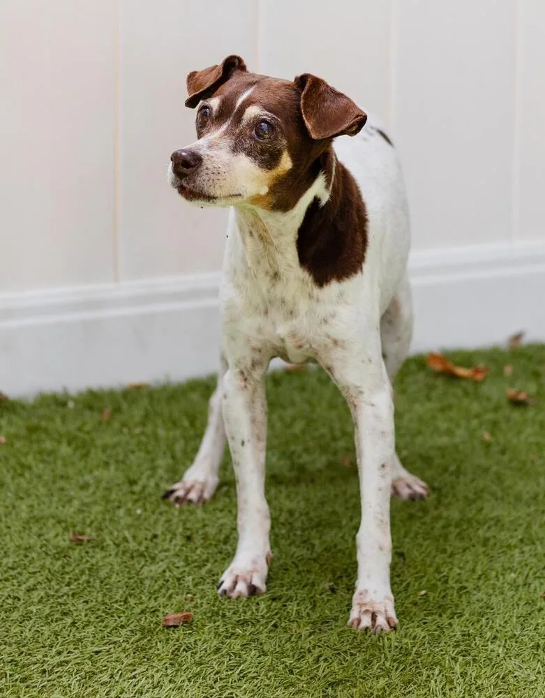 A senior small-sized female Tricolor (Brown, Black, & White) Mixed Breed dog named Senora for adoption in Breinigsville, PA