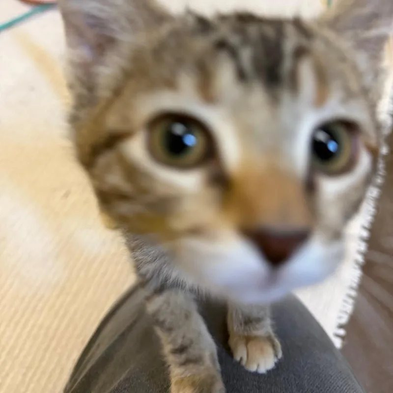 A baby small-sized female Calico Domestic Short Hair cat named Seraphina for adoption in Flagstaff, AZ