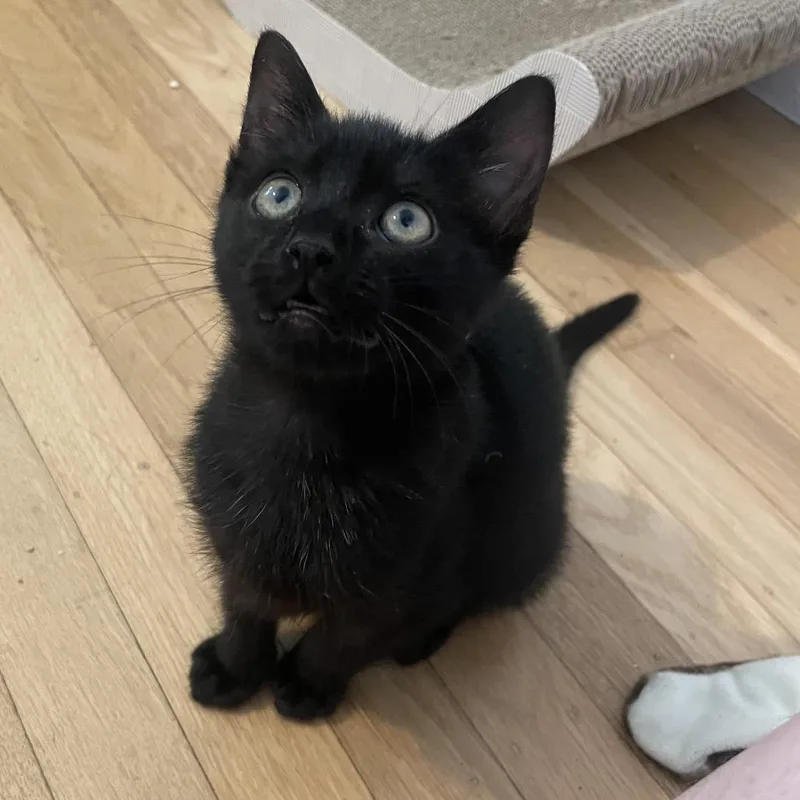 A baby small-sized female Black Domestic Short Hair cat named Sheena for adoption in San Francisco, CA