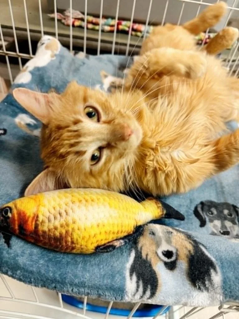 Cheezit