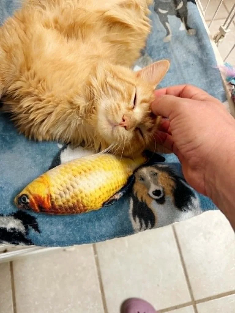 Cheezit thumbnail 4
