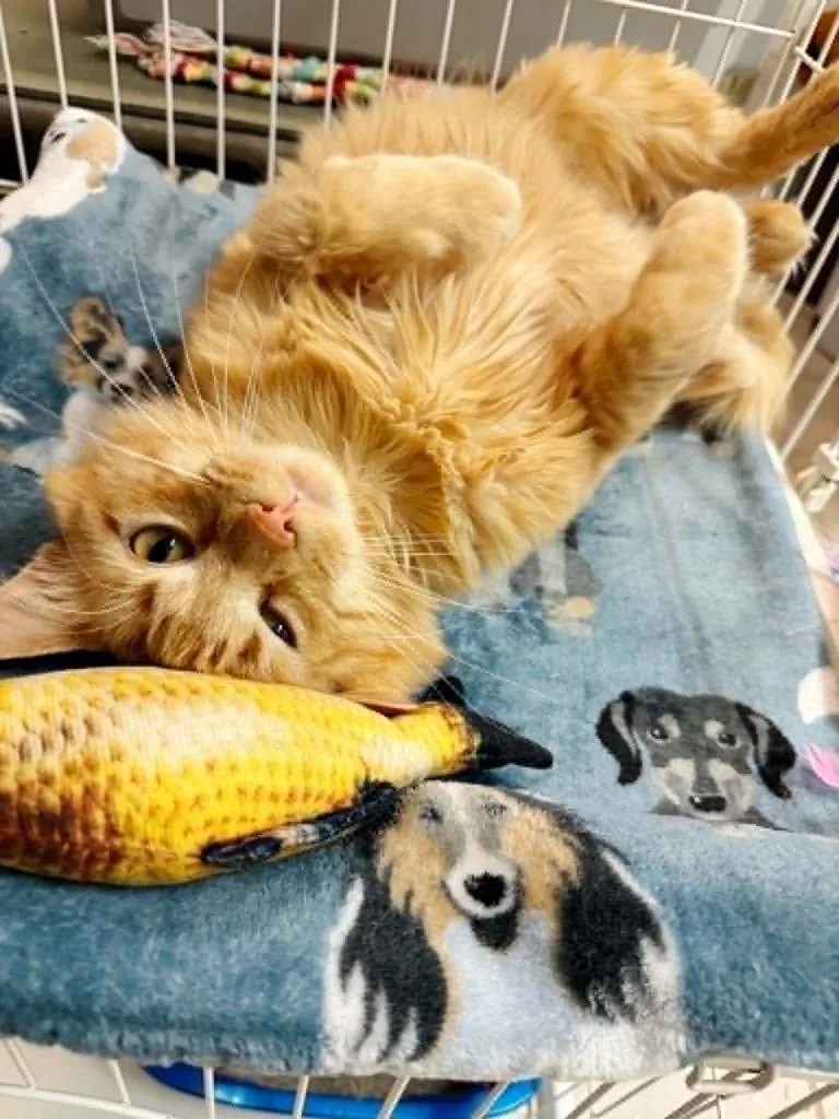 Cheezit thumbnail 6