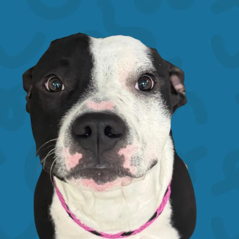 Moshi Moshi thumbnail 2