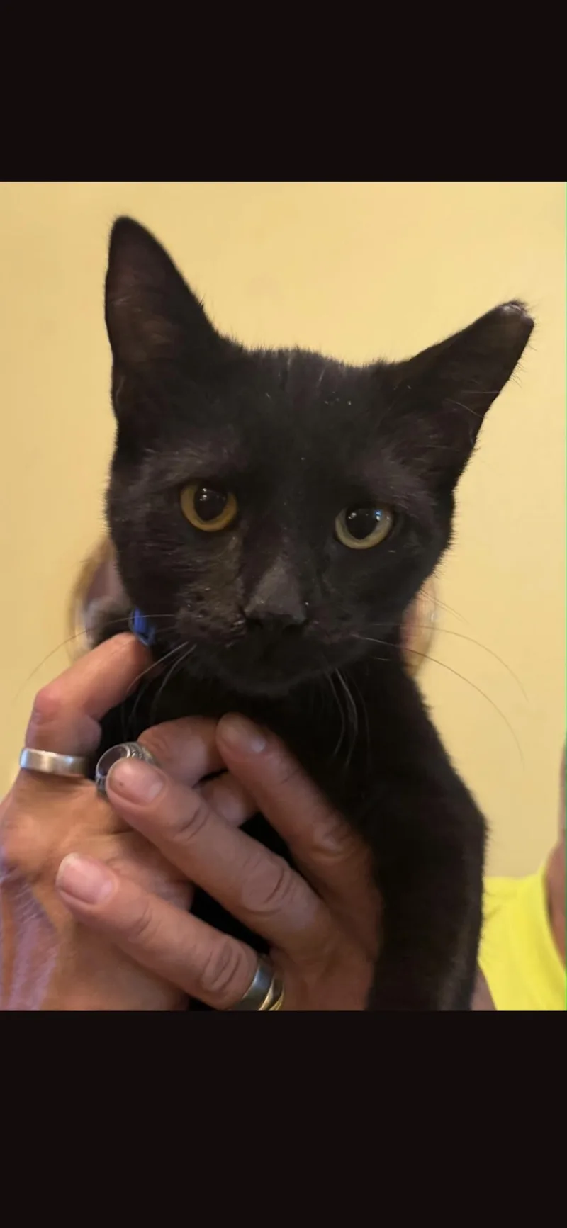 A baby small-sized male Domestic Short Hair cat named Jaguar for adoption in Heyburn, ID