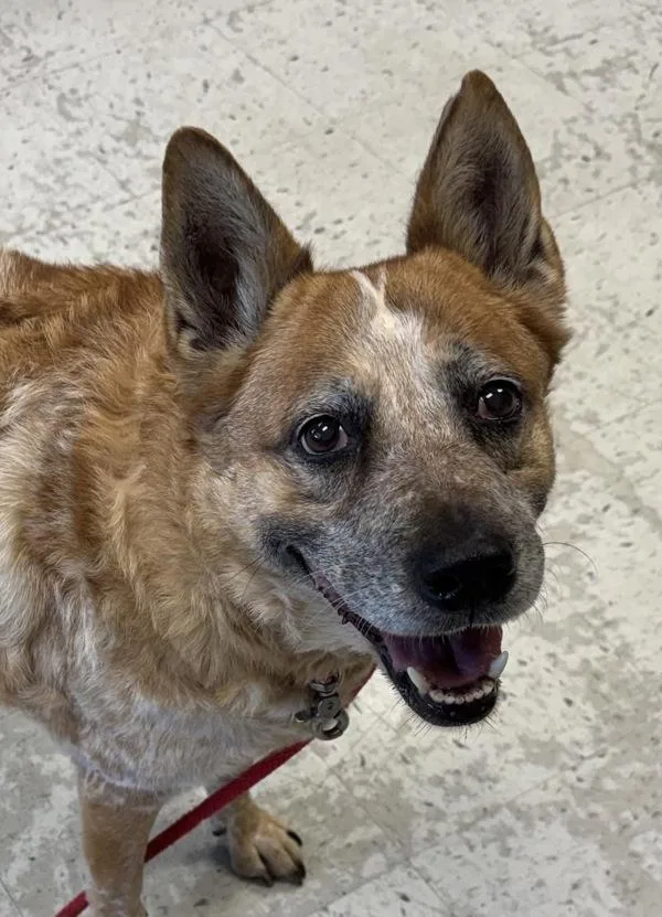 A senior large-sized female Australian Cattle Dog / Blue Heeler dog named Tess for adoption in Salt Lake City, UT