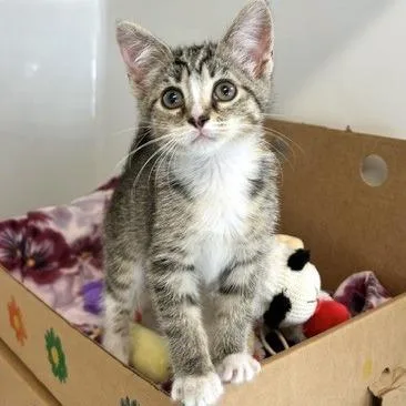 A baby small-sized female Brown / Chocolate Domestic Short Hair cat named Axolotl for adoption in Novelty, OH