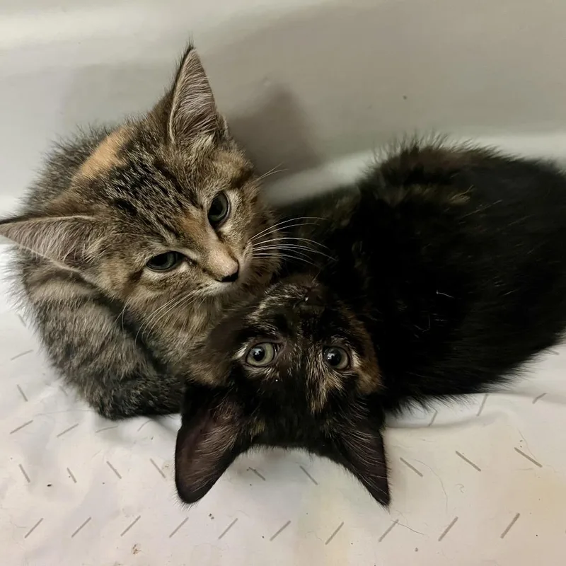 A baby small-sized female Tortoiseshell Domestic Short Hair cat named Knit for adoption in St. Paul, MN