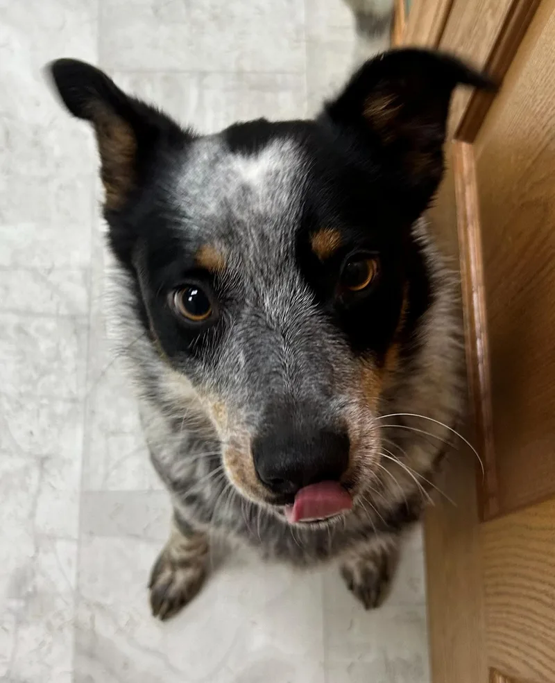 An adult medium-sized male Black Australian Cattle Dog / Blue Heeler dog named Luke for adoption in Neillsville, WI