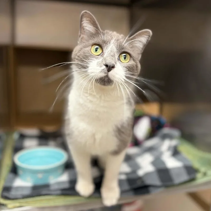 An adult medium-sized female Gray / Blue / Silver Domestic Short Hair cat named Magic for adoption in Milan, IL
