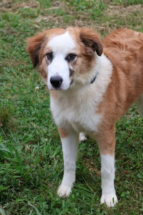 A young large-sized male Mixed Breed dog named Tommy for adoption in Columbia, TN