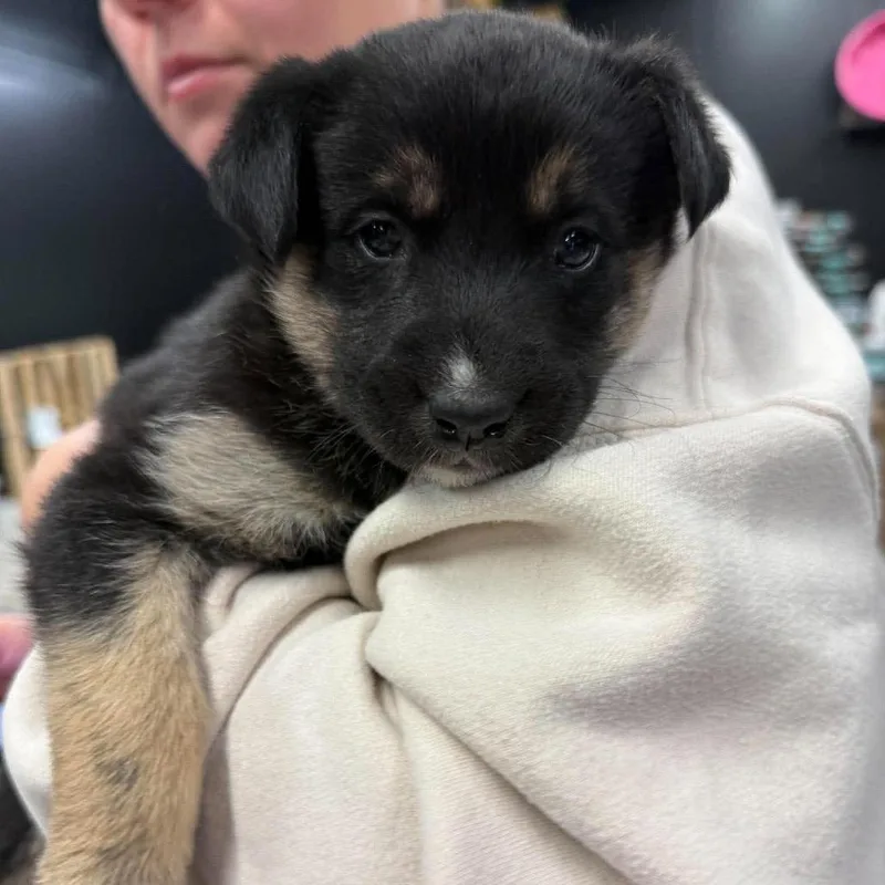 A baby small-sized female Black Mixed Breed dog named Bubbies for adoption in Buffalo, MN