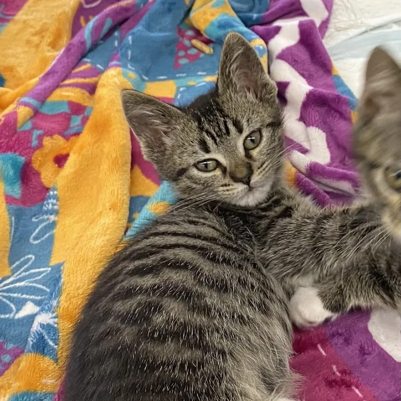 A baby small-sized female Gray / Blue / Silver Domestic Short Hair cat named Beatrix for adoption in Union, MO