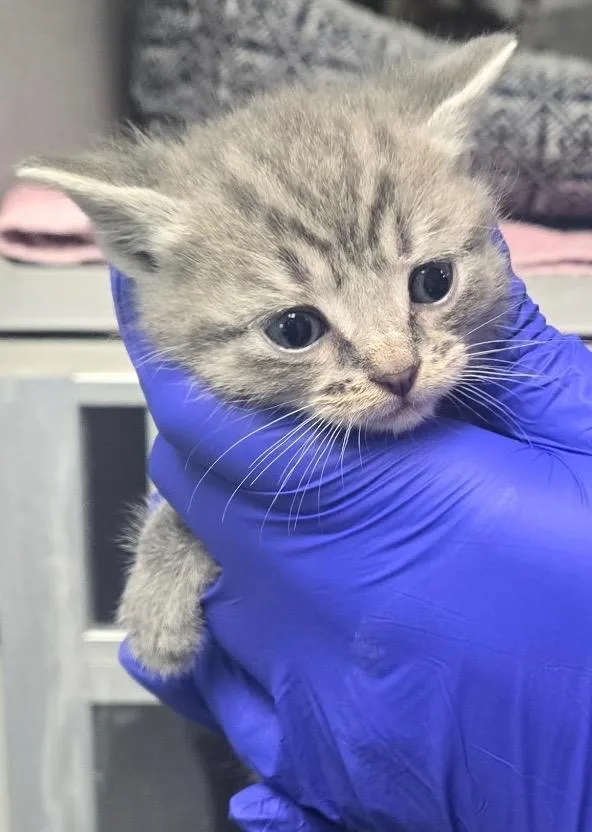 A baby small-sized female Domestic Short Hair cat named TC Nahal for adoption in Greencastle, IN