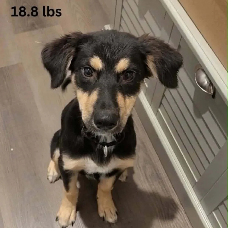 A baby small-sized female Australian Shepherd dog named Butterfly for adoption in Tomah, WI
