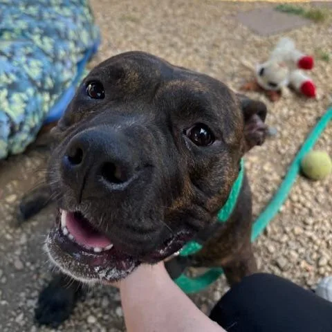 An adult medium-sized female Brindle Mixed Breed dog named Banana Bread for adoption in Philadelphia, PA