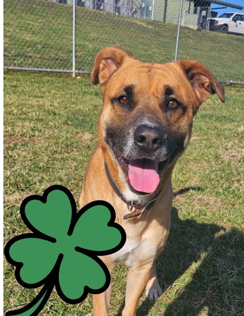 An adult large-sized male Mountain Cur dog named Henry for adoption in Chickamauga , GA