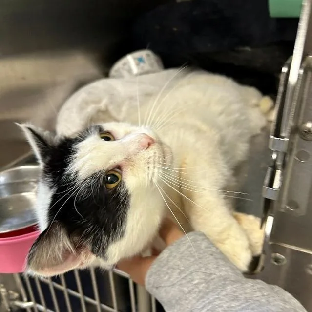 An adult large-sized male White Domestic Short Hair cat named Milkshake for adoption in Wilmington, DE