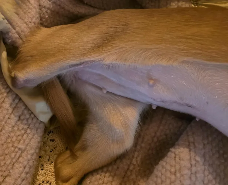 A young small-sized female Golden Chihuahua dog named Adora for adoption in Tarzana, CA