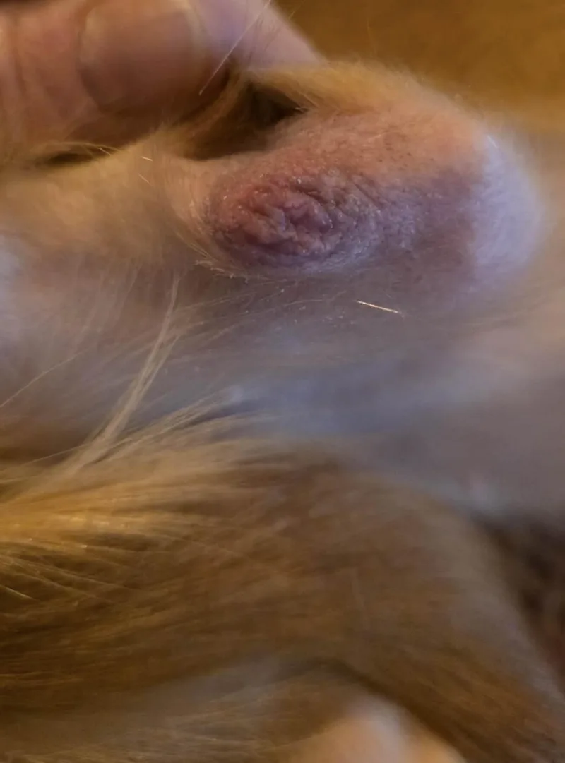Adora thumbnail 5