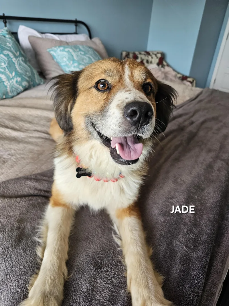 An adult medium-sized female Red / Chestnut / Orange Australian Shepherd dog named Jade for adoption in Luttrell, TN