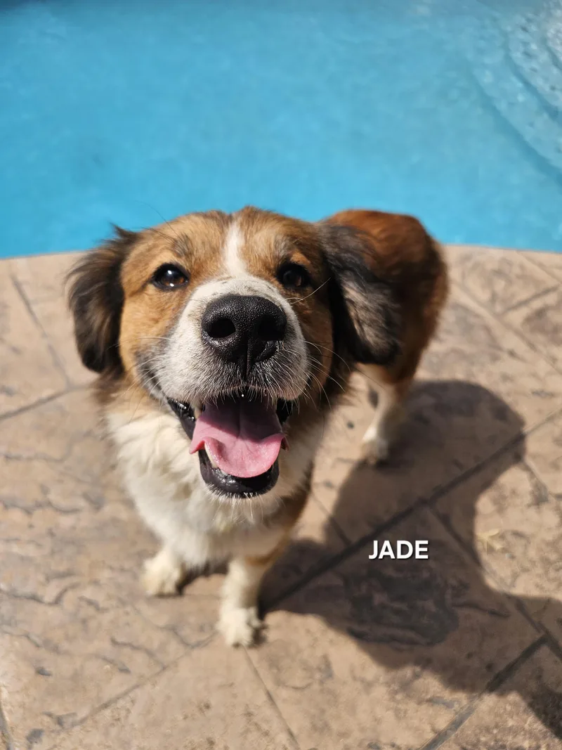 Jade thumbnail 4