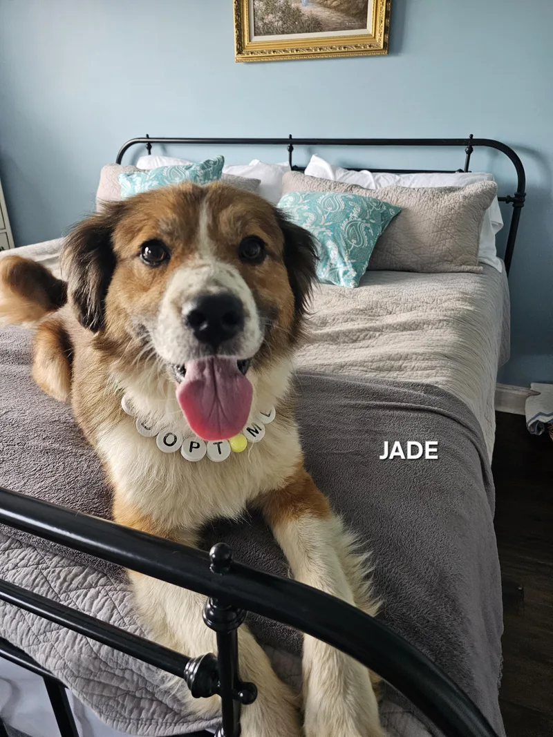 Jade thumbnail 5