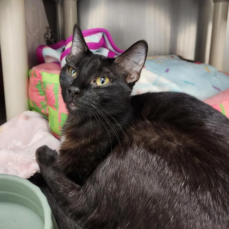 A young medium-sized female Black Domestic Short Hair cat named Susan for adoption in Brockton, MA