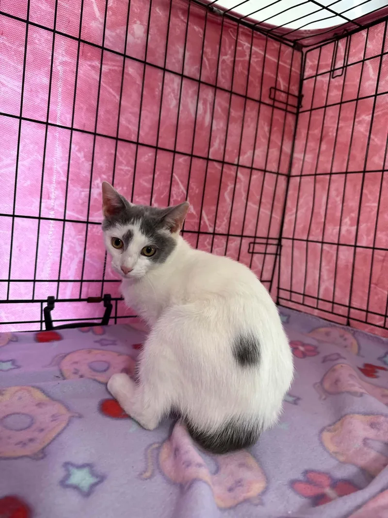 A baby small-sized male White Domestic Short Hair cat named Sully for adoption in Barbourville, KY