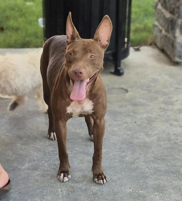 A young medium-sized female Bull Terrier dog named Marmalade for adoption in San Antonio, TX