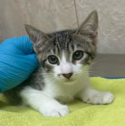 A baby small-sized female Domestic Short Hair cat named Smoochie for adoption in Honolulu, HI