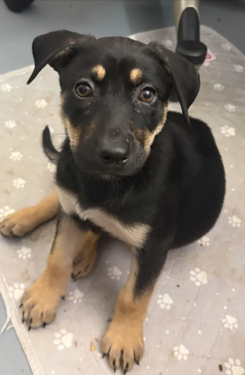 A baby medium-sized female German Shepherd Dog dog named Maizey for adoption in Melbourne , FL