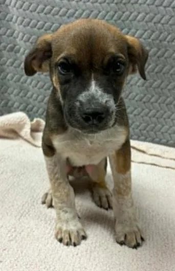 A baby large-sized male Mixed Breed dog named Tent for adoption in Lampasas, TX
