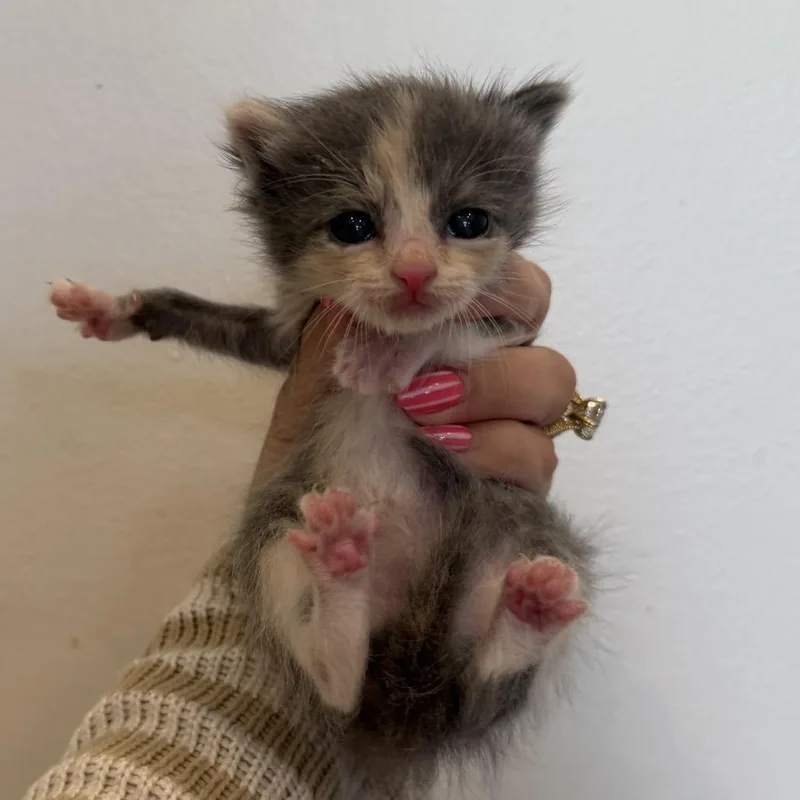 A baby medium-sized female Dilute Tortoiseshell Domestic Short Hair cat named Strawberry for adoption in Chattanooga, TN
