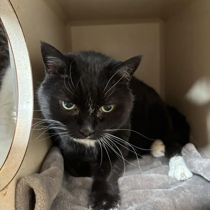 A senior large-sized female Black Domestic Short Hair cat named Kamiko for adoption in Louisville, KY