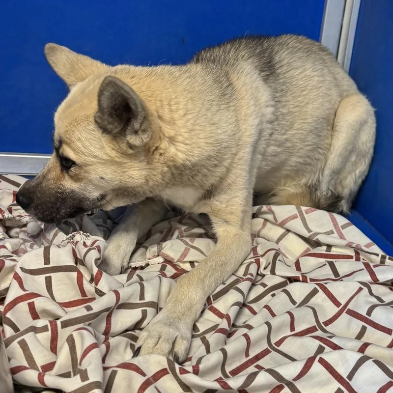 An adult small-sized male White / Cream Mixed Breed dog named 110483 for adoption in Las Cruces, NM
