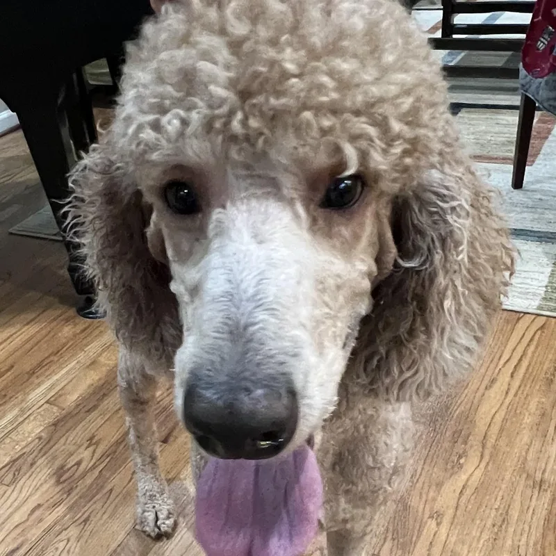An adult large-sized male Golden Goldendoodle dog named Kirby for adoption in Bellaire, TX