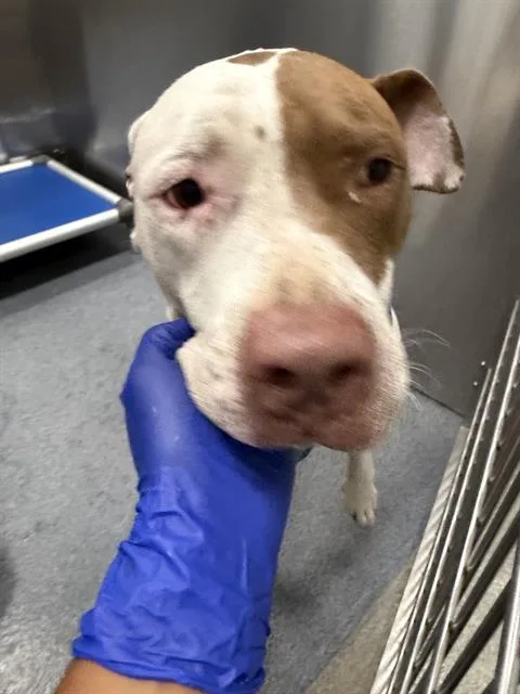 An adult large-sized male Mixed Breed dog named Apollo for adoption in Dallas, TX
