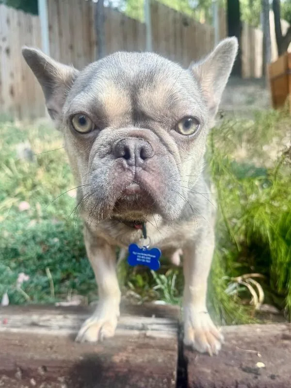 Sophia