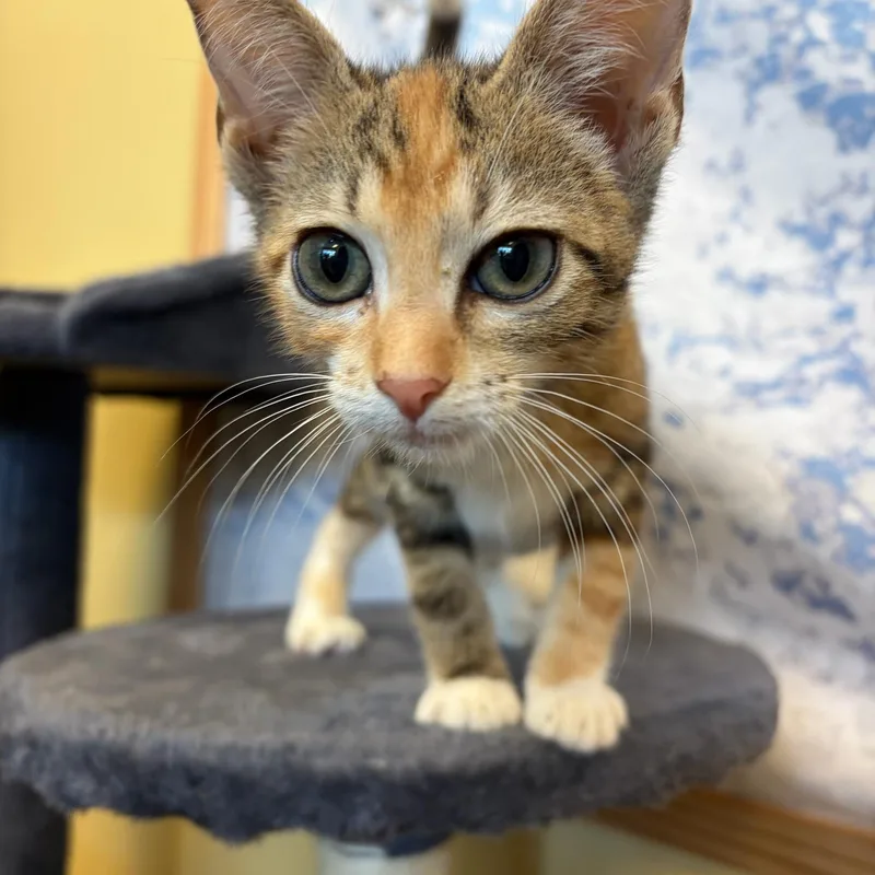 A baby small-sized female Black & White / Tuxedo Domestic Short Hair cat named Miss Marina & Mr. for adoption in Boca Raton, FL