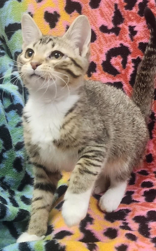 A baby small-sized male Domestic Short Hair cat named Byron for adoption in Little Rock, AR