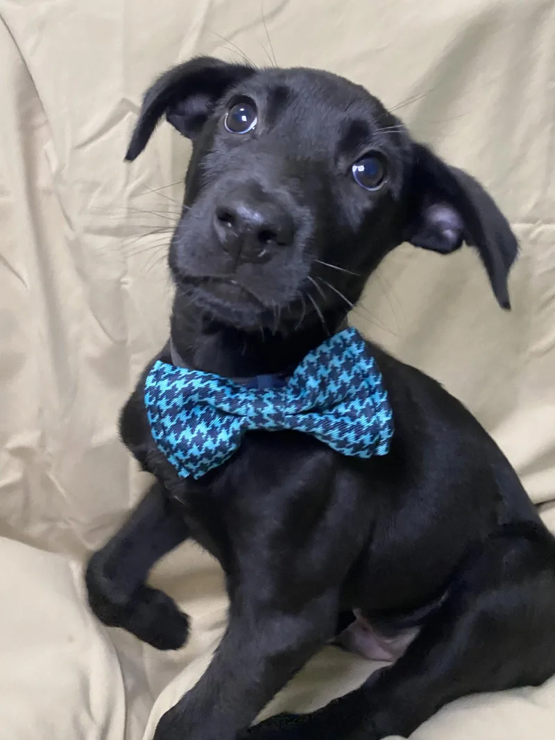 Vader