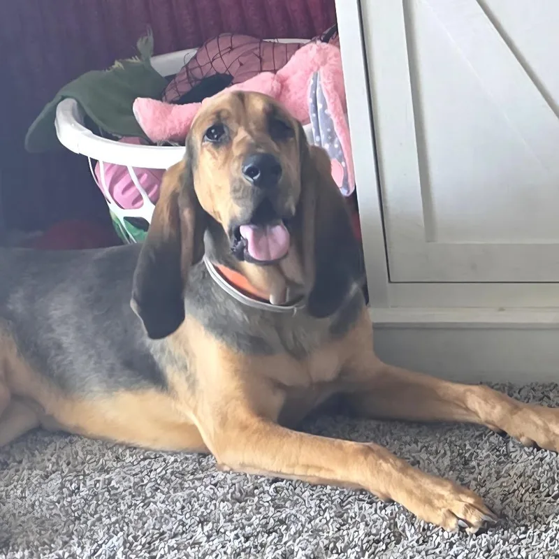 A young large-sized female Black Hound dog named Flora for adoption in Buffalo, MN