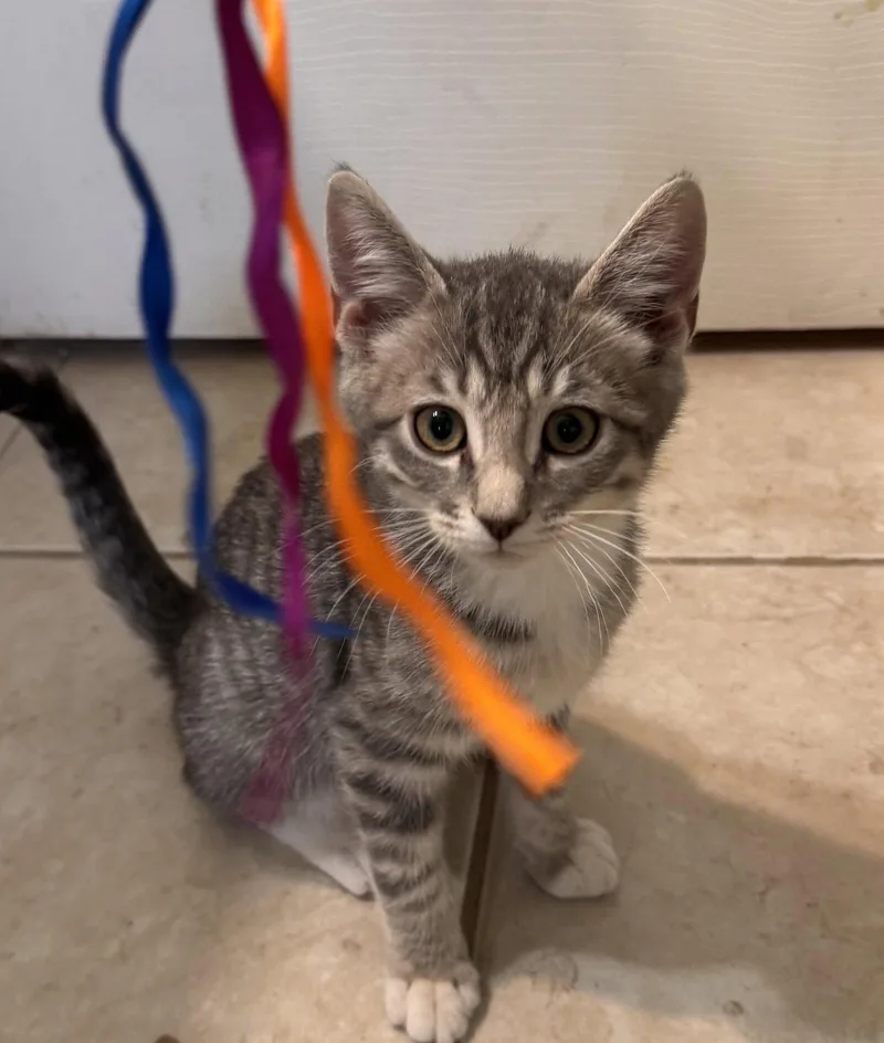 A baby medium-sized male Tabby cat named Frank for adoption in Vacaville, CA