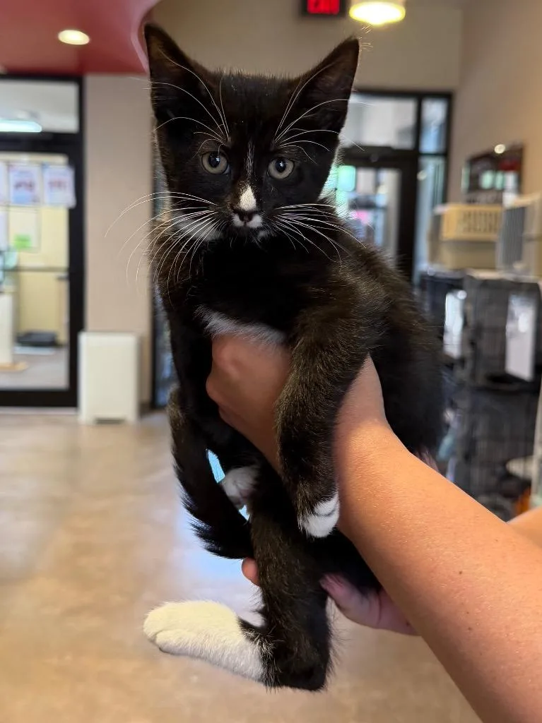 A baby medium-sized male Domestic Short Hair cat named Bassoon for adoption in Cincinnati, OH