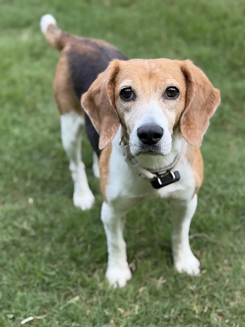 A senior small-sized female Tricolor (Brown, Black, & White) Beagle dog named Camille for adoption in Smyrna, GA