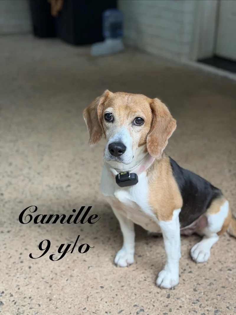 Camille thumbnail 3