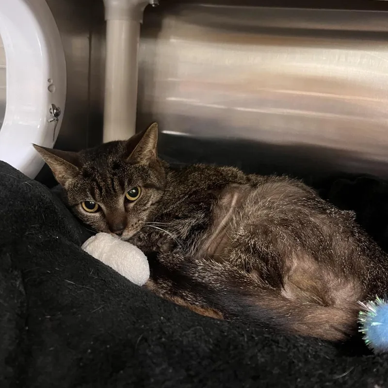 An adult medium-sized female Brown / Chocolate Domestic Short Hair cat named Trig for adoption in Mentor, OH