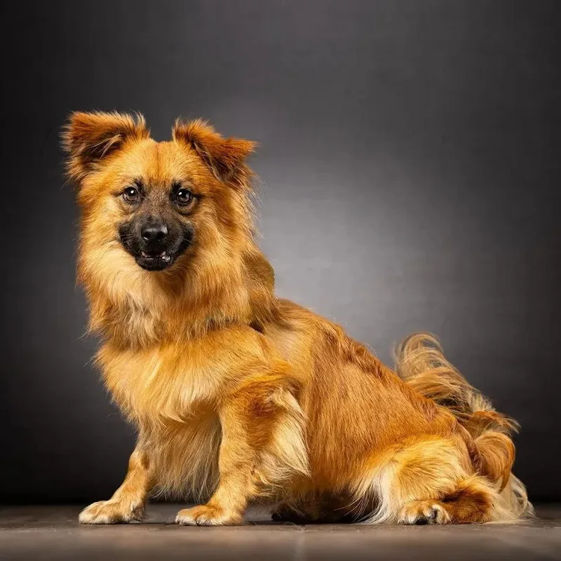 A young small-sized male Apricot / Beige Mixed Breed dog named Cowboy for adoption in Jupiter, FL